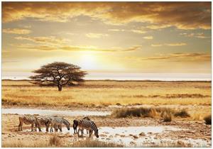Wallario Vliestapete »Safari in Afrika eine Herde Zebras am Wasser«, Seidenmatte Oberfläche, hochwertiger Digitaldruck, in verschiedenen Größen erhältlich