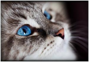 Wallario Vliestapete »Katze mit strahlend blauen Augen«, Seidenmatte Oberfläche, hochwertiger Digitaldruck, in verschiedenen Größen erhältlich