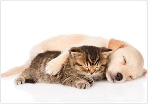 Wallario Vliestapete »Katze und Hund in Harmonie - Kuschelnde Tiere«, Seidenmatte Oberfläche, hochwertiger Digitaldruck, in verschiedenen Größen erhältlich