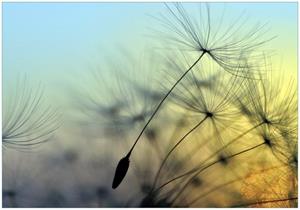 Wallario Vliestapete »Samen der Pusteblume in Nahaufnahme vor blauem Himmel«, Seidenmatte Oberfläche, hochwertiger Digitaldruck, in verschiedenen Größen erhältlich