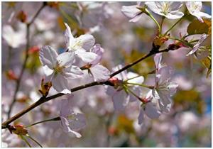 Wallario Vliestapete »Kirschblüten in zartem Rosa - Frühling im Garten«, Seidenmatte Oberfläche, hochwertiger Digitaldruck, in verschiedenen Größen erhältlic