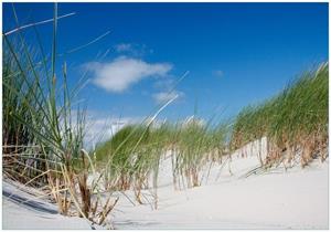 Wallario Vliestapete »Düne am Strand unter blauem Himmel«, Seidenmatte Oberfläche, hochwertiger Digitaldruck, in verschiedenen Größen erhältlich