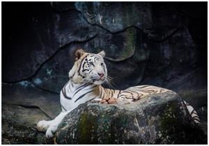 Wallario Vliestapete »Weißer Tiger auf einem Felsen«, Seidenmatte Oberfläche, hochwertiger Digitaldruck, in verschiedenen Größen erhältlich