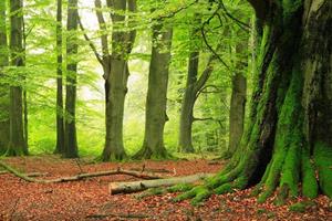 KUNSTLOFT Vliestapete »Forest«, lichtbeständige Design Tapete