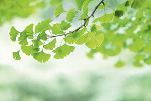 KUNSTLOFT Vliestapete »Ginkgo«, lichtbeständige Design Tapete