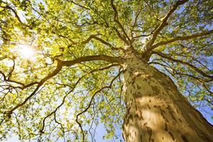 KUNSTLOFT Vliestapete »Green Canopy Tree«, lichtbeständige Design Tapete
