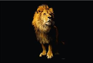 KUNSTLOFT Vliestapete »Lion«, lichtbeständige Design Tapete