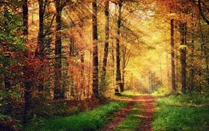 KUNSTLOFT Vliestapete »Autumn Forest 2«, lichtbeständige Design Tapete