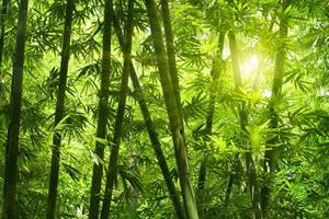 KUNSTLOFT Vliestapete »Bamboo Forest«, lichtbeständige Design Tapete