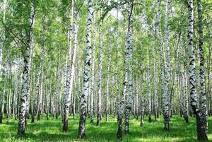 KUNSTLOFT Vliestapete »Birch in Summer«, lichtbeständige Design Tapete