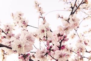 KUNSTLOFT Vliestapete »Cherry Blossom«, lichtbeständige Design Tapete