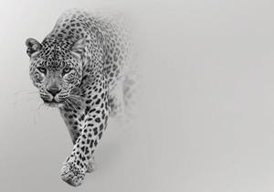 Wallarena Fototapete »Leopard Tiere Moderne Afrika Tiger Jaguar Vlies Tapete für Wohnzimmer oder Schlafzimmer Vliestapete Wandtapete Motivtapete«, Glatt, Tiere, Vliestapete inklusive 