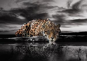 Wallarena Fototapete »Leopard Tiger Tiere Landschaft Natur Afrika Vlies Tapete für Wohnzimmer oder Schlafzimmer Vliestapete Wandtapete Motivtapete«, Glatt, Tiere, Vliestapete inklusiv