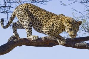 Wallarena Fototapete »Leopard Tiger Tiere Natur Baum Vlies Tapete für Wohnzimmer oder Schlafzimmer Vliestapete Wandtapete Motivtapete«, Glatt, Tiere, Vliestapete inklusive Kleister