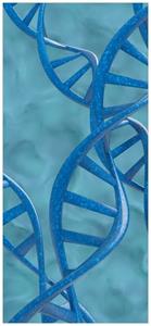 Wallario Türtapete »DNA-Strang in blau auf türkisem Hintergrund«, glatt, ohne Struktur