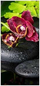 Wallario Türtapete »Dunkelrote Orchideen-Blüte auf schwarzen Steinen mit Regentropfen«, glatt, ohne Struktur