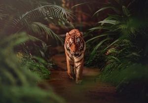 Wallarena Fototapete »Tiger Wald Dschungel 3D EFFEKT Vlies Tapete Wohnzimmer Schlafzimmer«, Glatt, Tiere, Natur, Blätter, Vliestapete inklusive Kleister