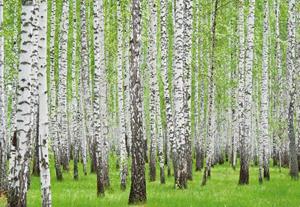 Wallarena Fototapete »Wald Birkenwald Birken Natur Baum Vlies Tapete für Wohnzimmer oder Schlafzimmer Vliestapete Wandtapete Motivtapete«, Glatt, Wald, Vliestapete inklusive Kleister