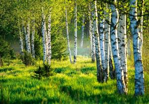 Wallarena Fototapete »Wald Birkenwald Birken Sonne Natur 3D EFFEKT Vlies Tapete für Wohnzimmer oder Schlafzimmer Vliestapete Wandtapete Motivtapete«, Glatt, Wald, Vliestapete inklusiv