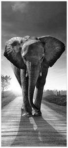 Wallario Türtapete »Elefant bei Sonnenaufgang in Afrika schwarzweiß«, glatt, ohne Struktur
