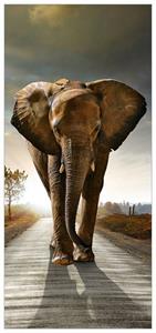 Wallario Türtapete »Elefant bei Sonnenaufgang in Afrika«, glatt, ohne Struktur