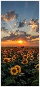 Wallario Türtapete »Sonnenblumenwiese vor Wolken mit Sonnenuntergang«, glatt, ohne Struktur