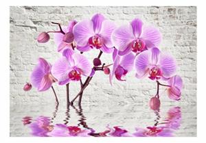 Basera Fototapete »Orchideenmotiv b-A-0228-a-b«, Vliestapete