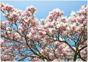 Wallario Vliestapete »Schöne rosa Magnolien-Blüten vor blauem Himmel«, Seidenmatte Oberfläche, hochwertiger Digitaldruck, in verschiedenen Größen erhältlich
