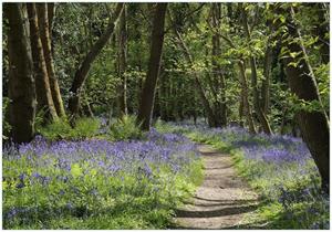 Wallario Vliestapete »Wiese voller blauer Hasenglöckchen im Wald«, Seidenmatte Oberfläche, hochwertiger Digitaldruck, in verschiedenen Größen erhältlich