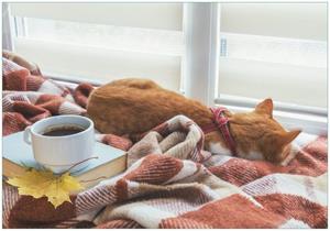 Wallario Vliestapete »Schlafende Katze beim Kaffeekränzchen«, Seidenmatte Oberfläche, hochwertiger Digitaldruck, in verschiedenen Größen erhältlich