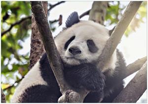Wallario Vliestapete »Schlafender Panda in einem Baum«, Seidenmatte Oberfläche, hochwertiger Digitaldruck, in verschiedenen Größen erhältlich