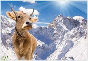 Wallario Vliestapete »Kuh im Sonnenschein in den Alpen«, Seidenmatte Oberfläche, hochwertiger Digitaldruck, in verschiedenen Größen erhältlich
