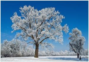 Wallario Vliestapete »Schneebedeckter Baum mit blauen Himmel«, Seidenmatte Oberfläche, hochwertiger Digitaldruck, in verschiedenen Größen erhältlich