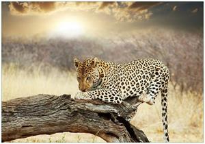 Wallario Vliestapete »Leopard auf Baumstamm in Afrika«, Seidenmatte Oberfläche, hochwertiger Digitaldruck, in verschiedenen Größen erhältlich