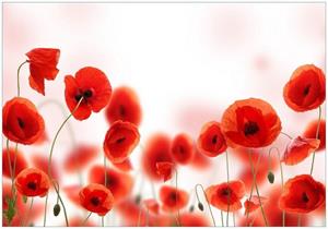 Wallario Vliestapete »Leuchtende Mohnblumen - Rote Mohnblumenblüten«, Seidenmatte Oberfläche, hochwertiger Digitaldruck, in verschiedenen Größen erhältlich