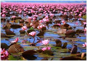 Wallario Vliestapete »Seerosenlandschaft mit rosa Blüten«, Seidenmatte Oberfläche, hochwertiger Digitaldruck, in verschiedenen Größen erhältlich