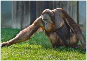 Wallario Vliestapete »Sitzender Orang-Utan im Gras«, Seidenmatte Oberfläche, hochwertiger Digitaldruck, in verschiedenen Größen erhältlich