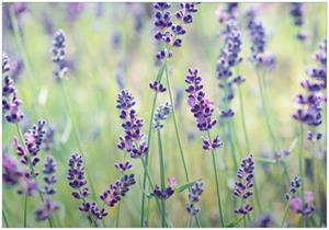 Wallario Vliestapete »Lila Blumenfreude - Violette Pflanzen auf der Wiese«, Seidenmatte Oberfläche, hochwertiger Digitaldruck, in verschiedenen Größen erhältlich