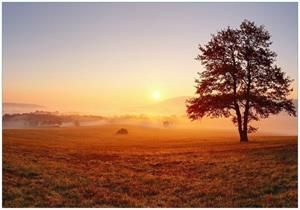Wallario Vliestapete »Sonnenaufgang über der Wiese mit Nebel«, Seidenmatte Oberfläche, hochwertiger Digitaldruck, in verschiedenen Größen erhältlich