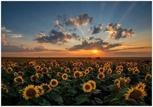 Wallario Vliestapete »Sonnenblumenwiese vor Wolken mit Sonnenuntergang«, Seidenmatte Oberfläche, hochwertiger Digitaldruck, in verschiedenen Größen erhältlich