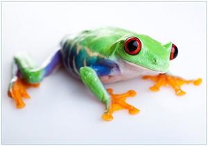 Wallario Vliestapete »Lustiger Frosch in grün und orange«, Seidenmatte Oberfläche, hochwertiger Digitaldruck, in verschiedenen Größen erhältlich