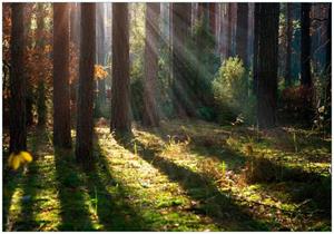 Wallario Vliestapete »Sonnenstrahlen im Herbstwald«, Seidenmatte Oberfläche, hochwertiger Digitaldruck, in verschiedenen Größen erhältlich