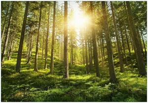 Wallario Vliestapete »Sonnenstrahlen im Nadelwald mit Moos und Farn«, Seidenmatte Oberfläche, hochwertiger Digitaldruck, in verschiedenen Größen erhältlich