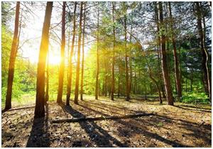 Wallario Vliestapete »Sonnenstrahlen tief hinter dem Wald«, Seidenmatte Oberfläche, hochwertiger Digitaldruck, in verschiedenen Größen erhältlich