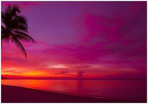 Wallario Vliestapete »Abendrot unter Palmen - pinker Himmel am Strand«, Seidenmatte Oberfläche, hochwertiger Digitaldruck, in verschiedenen Größen erhältlich