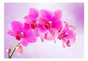 Basera Fototapete »Orchideenmotiv 10110906-120«, selbstklebend, mit UV-Schutz