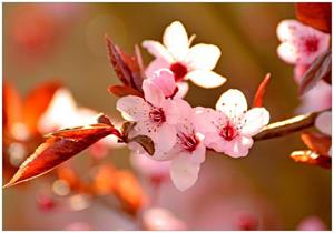 Wallario Vliestapete »Frühlingsgefühle II - Kirschblüten in Nahaufnahme«, Seidenmatte Oberfläche, hochwertiger Digitaldruck, in verschiedenen Größen erhä