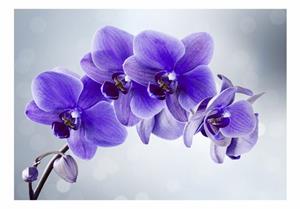 Basera Fototapete »Orchideenmotiv 10110906-121«, selbstklebend, mit UV-Schutz