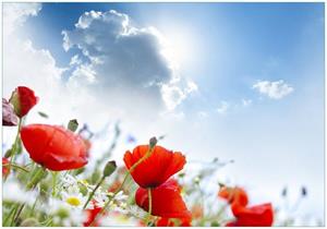 Wallario Vliestapete »Mohnblumen unter blauem Himmel«, Seidenmatte Oberfläche, hochwertiger Digitaldruck, in verschiedenen Größen erhältlich
