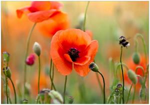 Wallario Vliestapete »Mohnblumenblüten«, Seidenmatte Oberfläche, hochwertiger Digitaldruck, in verschiedenen Größen erhältlich